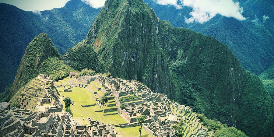 Guide: Growing a San Pedro Cactus